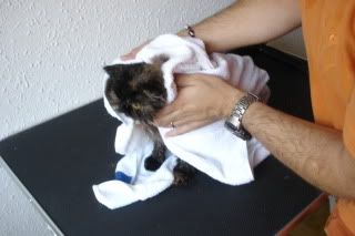 Secando al gato con la toalla