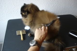 secado gato persa