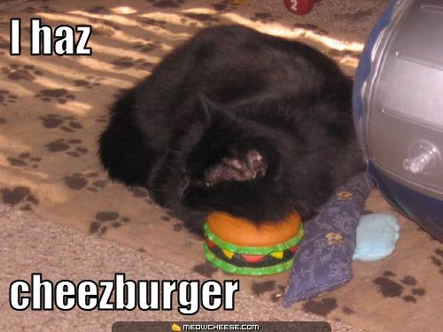 i-haz-cheezburger.jpg