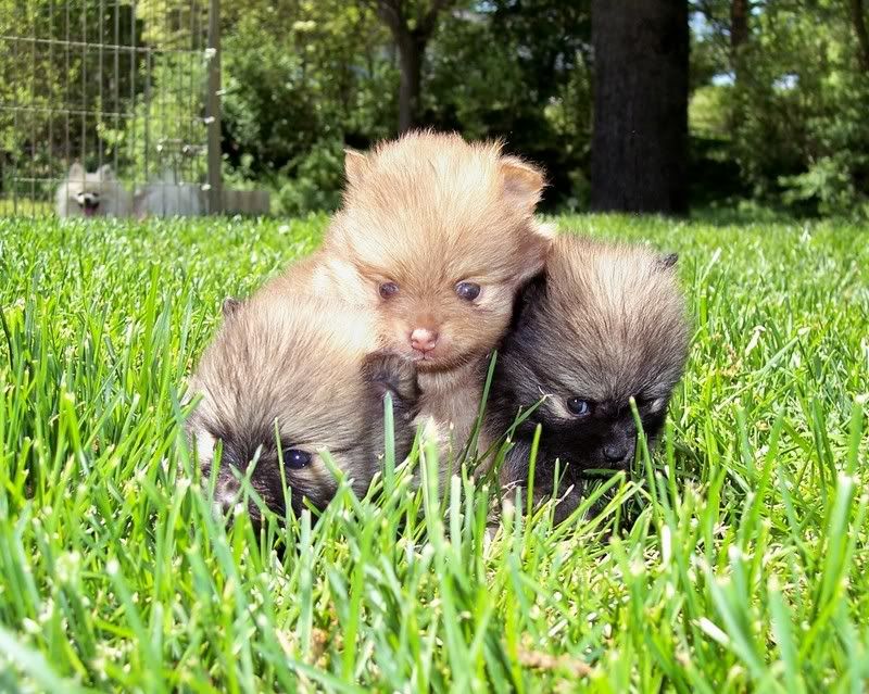 pomeranian puppies for sale in michigan. Puppies for Sale