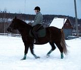pellolla13.jpg image by halissov2