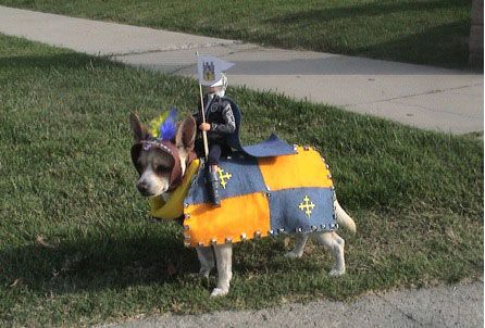 dog costume Pictures, Images and Photos