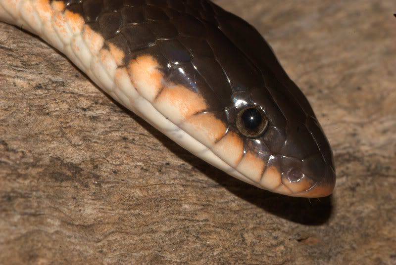 Shield-nosed Cobra