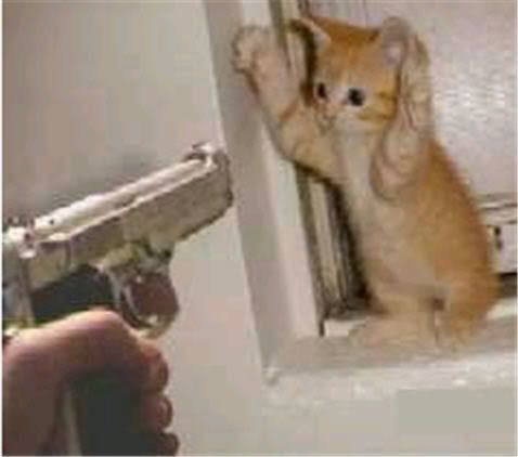 cat-tax-cat-holding-hands-up-gun-po.jpg