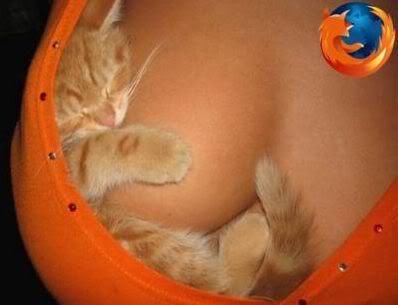 cosykitten.jpg