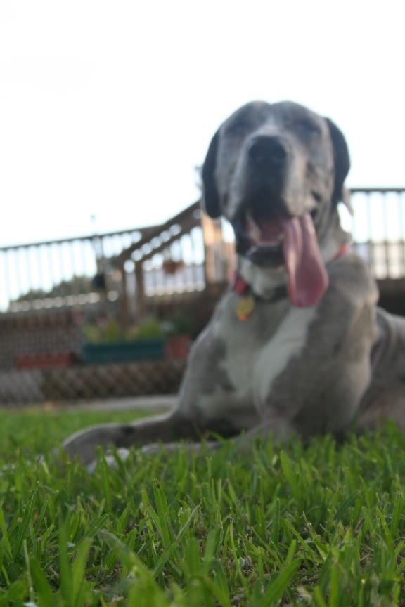 IMAGE: http://i36.photobucket.com/albums/e14/svtfordlady/PhilanasNewCamPics188.jpg