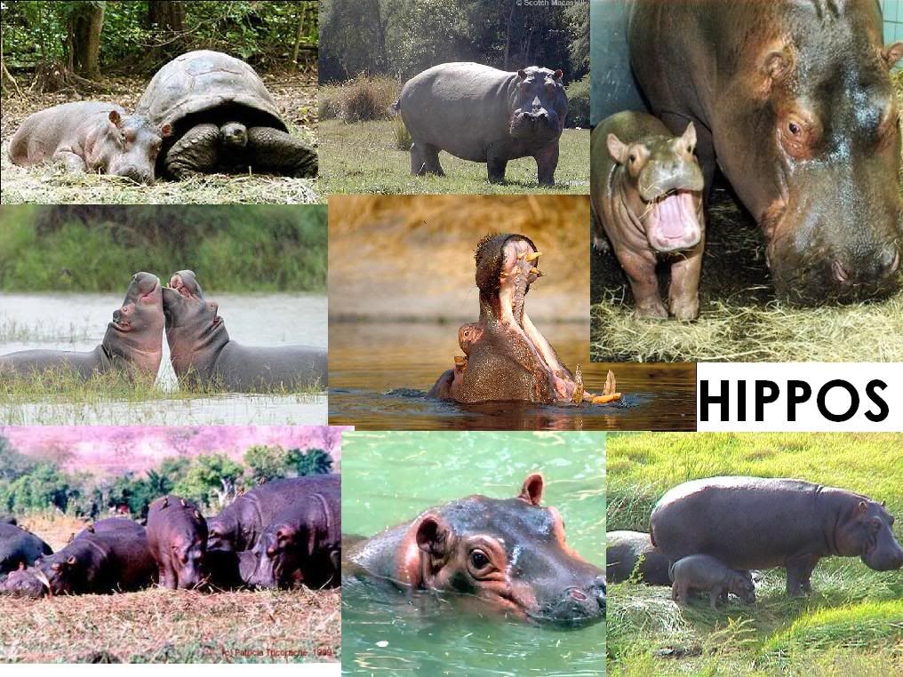 hippossngsgd.jpg