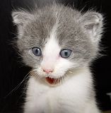 kitten.jpg image by nessiegalore