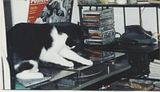 kitties002.jpg image by nessiegalore