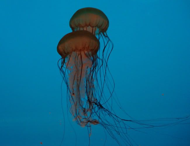Brown-sea-nettle.jpg