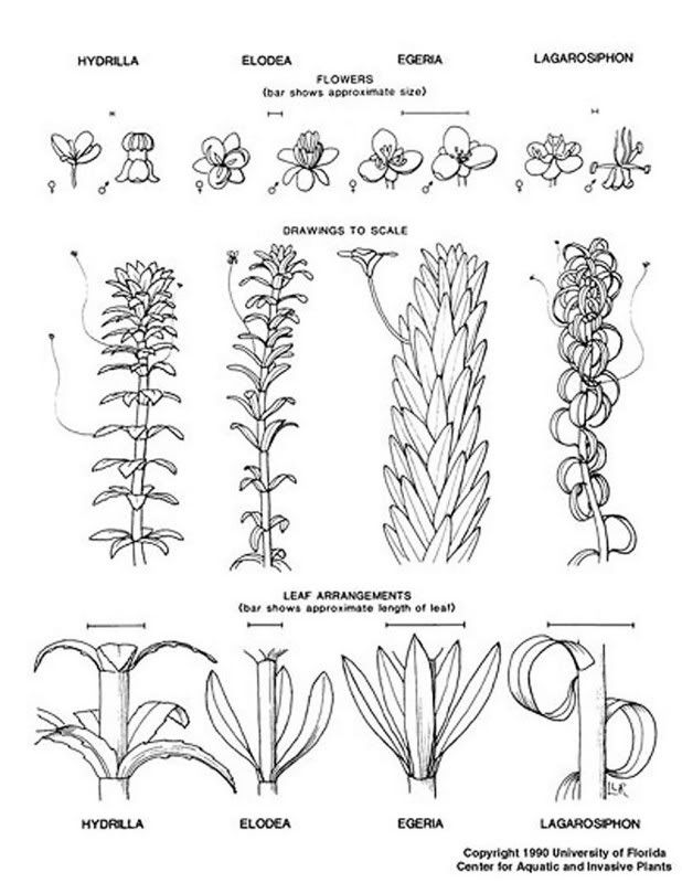 Elodea_diagram_lg.jpg