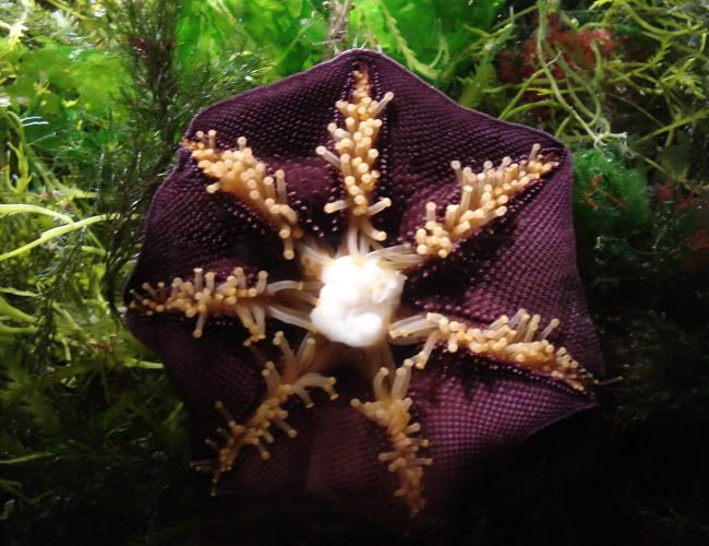 Purple-starfish.jpg