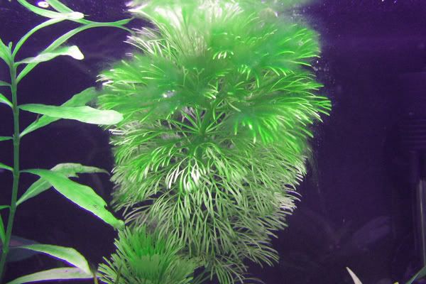 algae-on-ambulia.jpg