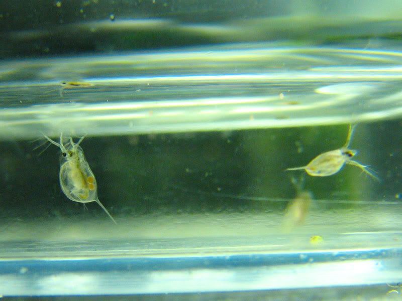 daphnia.jpg