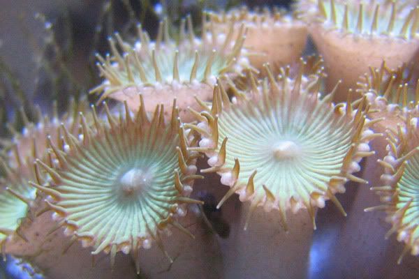 green-button-polyps-01.jpg