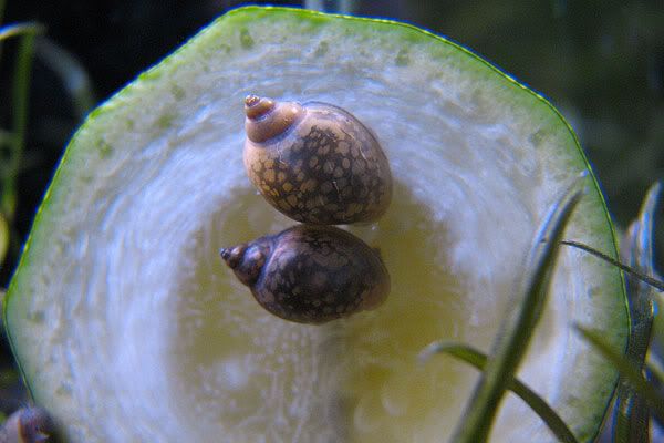 snails-02.jpg