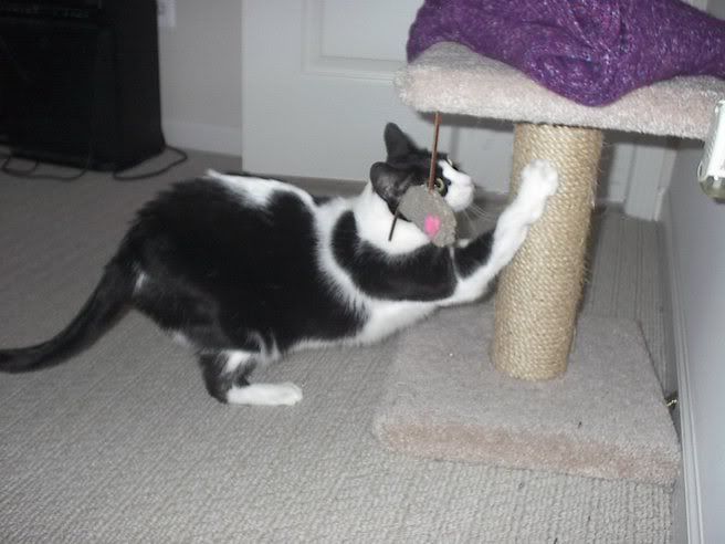 Allie on her scratching post Pictures, Images and Photos