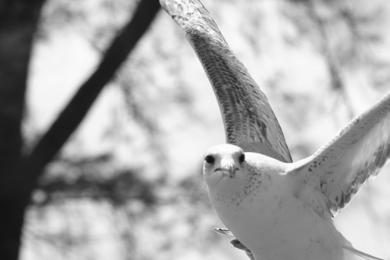 IMAGE: http://i36.photobucket.com/albums/e18/cmgarcia22/chapeltrucker185.jpg