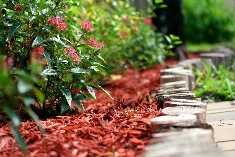 IMAGE: http://i36.photobucket.com/albums/e18/cmgarcia22/garden-shot.jpg