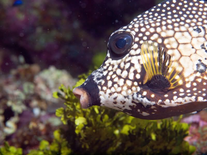 trunkfish.jpg