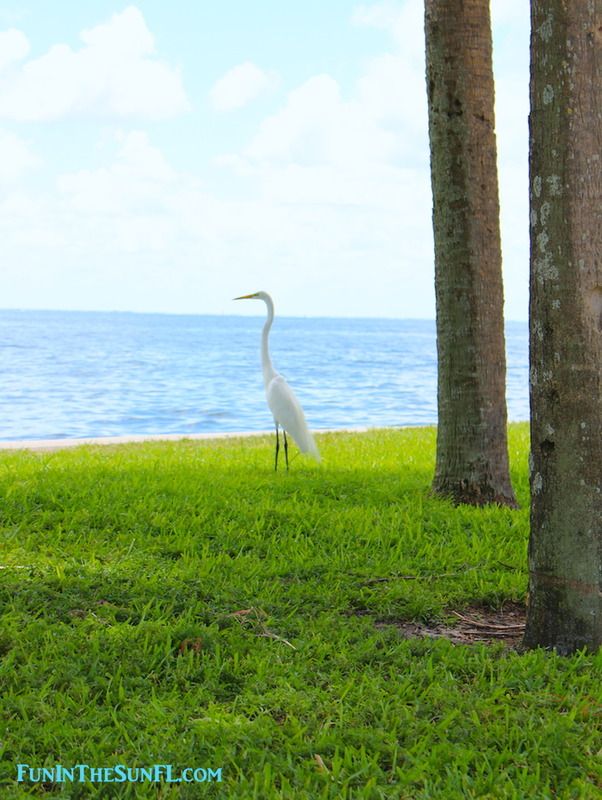  photo Vinoy_Park_Crane.jpg