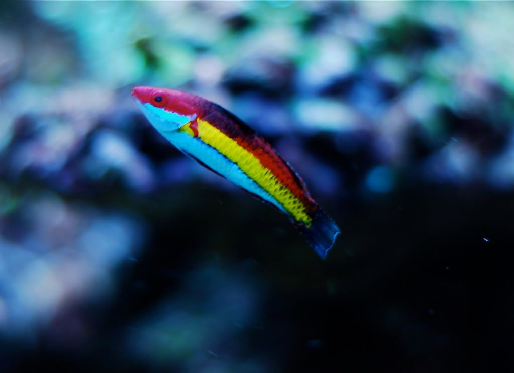 Cleaner Wrasse Fish