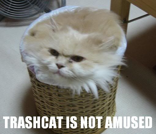 cat_trash.jpg