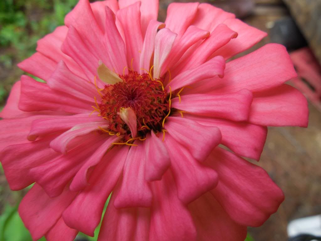  photo DSCN0181_zps34e98c5b.jpg