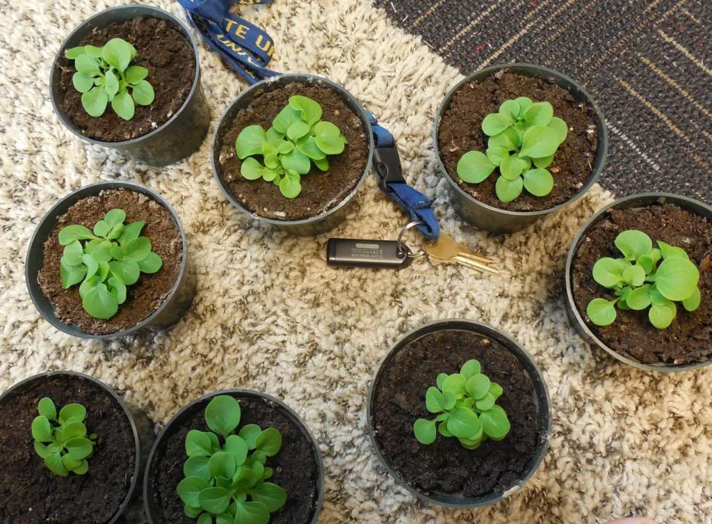 How to sepearate petunia seedlings??