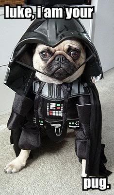 darthpug-stormy.jpg