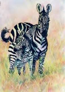 zebras Pictures, Images and Photos