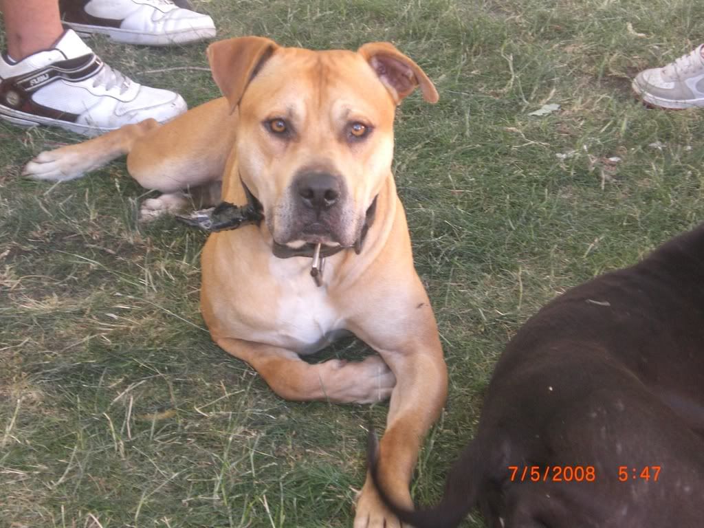 roseshomepetcare roseshomepetcare
