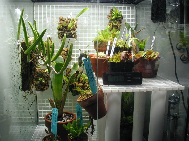 carnivorous plant terrarium