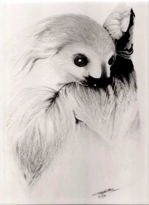 Sloth-1.jpg
