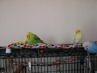 Birdroom019.jpg