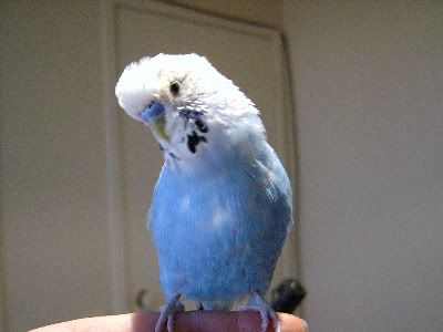 Birdroom045.jpg