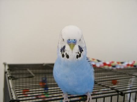 Bobbylovesthecamera001.jpg