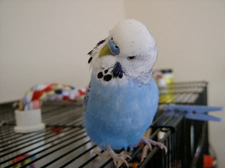 Bobbylovesthecamera004.jpg