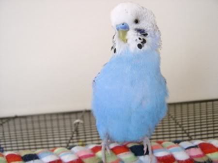 Bobbylovesthecamera010.jpg