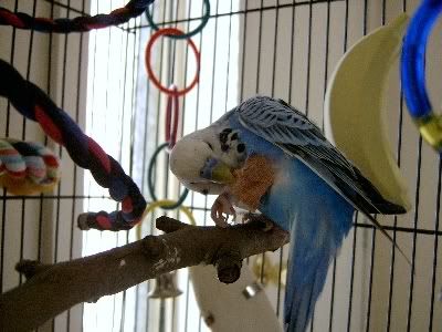 Bobbysbrokenleg001.jpg
