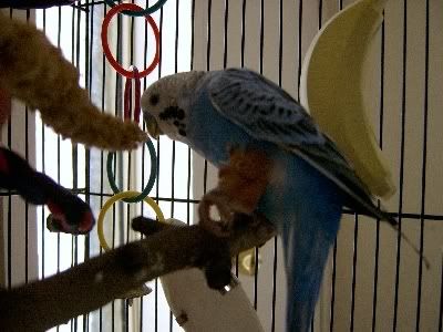 Bobbysbrokenleg002.jpg