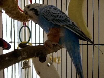 Bobbysbrokenleg005.jpg