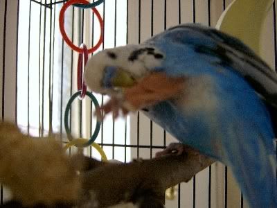 Bobbysbrokenleg006.jpg