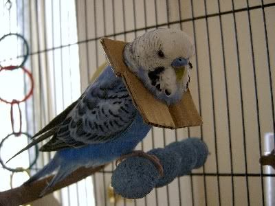 Bobbysbrokenleg010.jpg