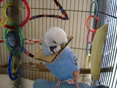 Bobbysbrokenleg011.jpg