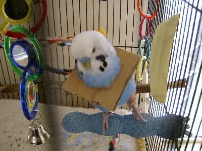 Bobbysbrokenleg012.jpg