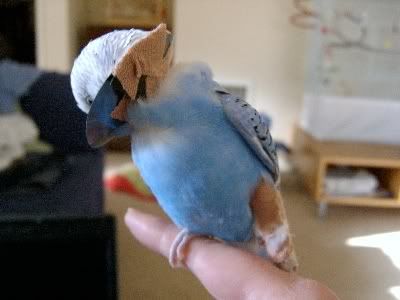Bobbysbrokenleg020.jpg