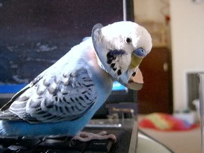 Bobbysbrokenleg026.jpg