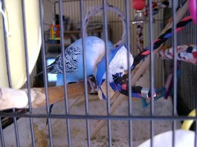 Bobbysbrokenleg038.jpg