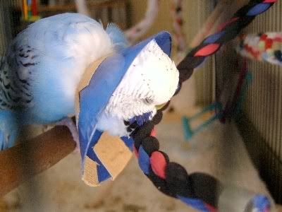 Bobbysbrokenleg039.jpg